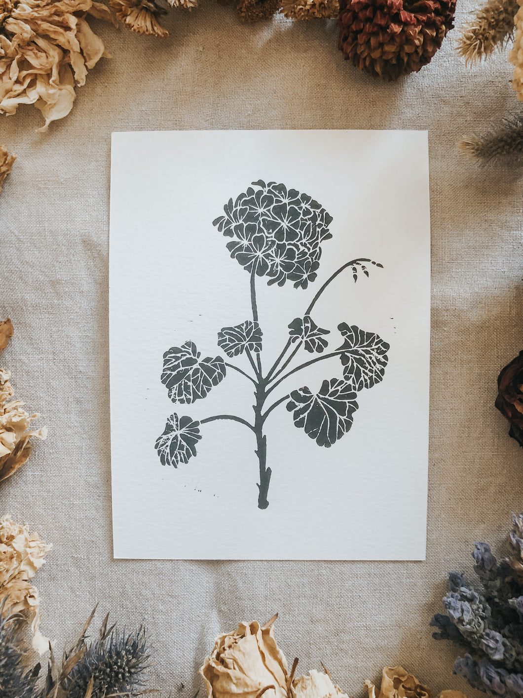 The process starts with a paper drawing that is then transferred to a Lino sheet and carefully hand carved by me, using special tools. Once the carving work is done, a water-based ink is rolled onto the print and then printed onto a sheet of paper. The outcome is rather charming! This elegant geranium flower print can be framed, pegged to a line/meshboard, used in journaling or sent as a gift to a friend.